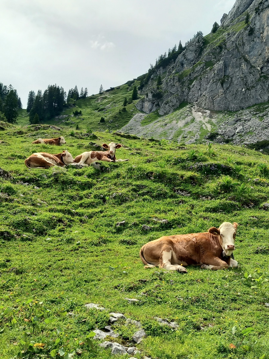 Jungvieh_auf_der_Alm